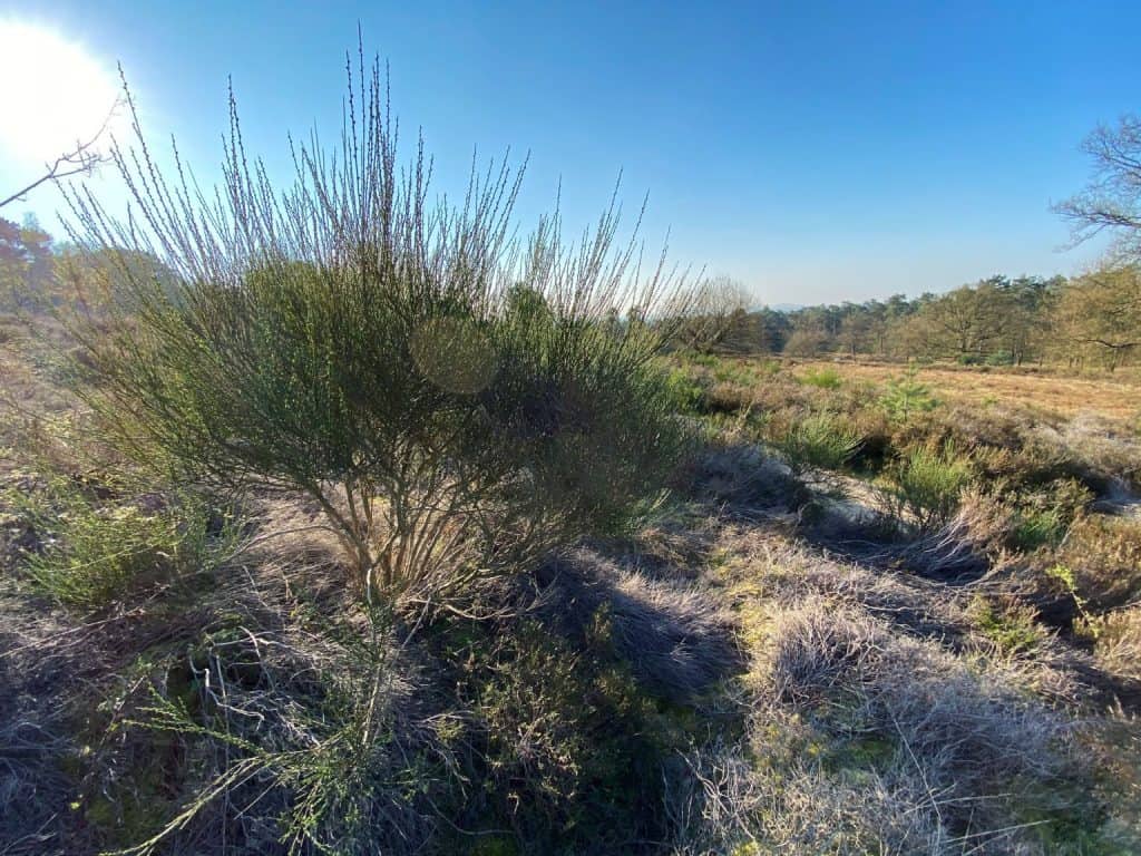 Fliegenberg Tour Wahner Heide - Walk & Wonder