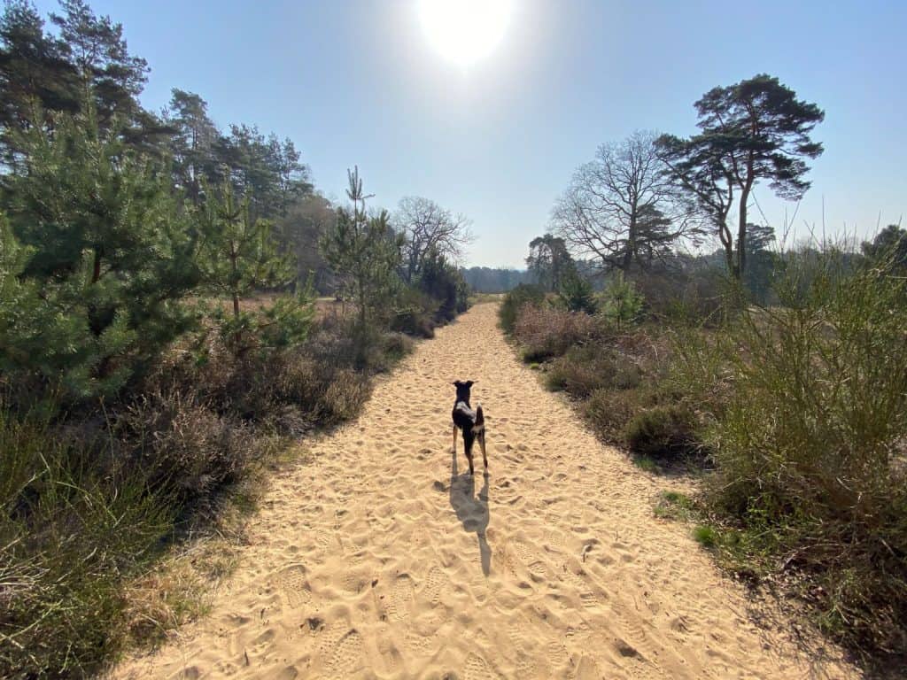 Fliegenberg Tour Wahner Heide - Walk & Wonder