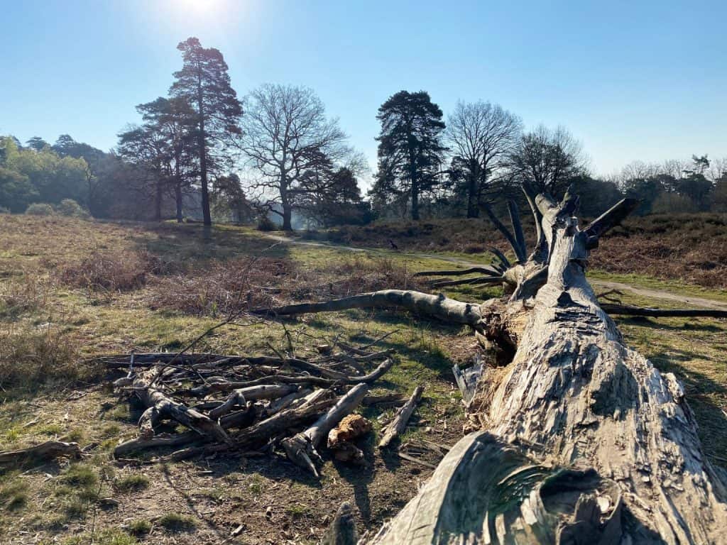 Fliegenberg Tour Wahner Heide - Walk & Wonder