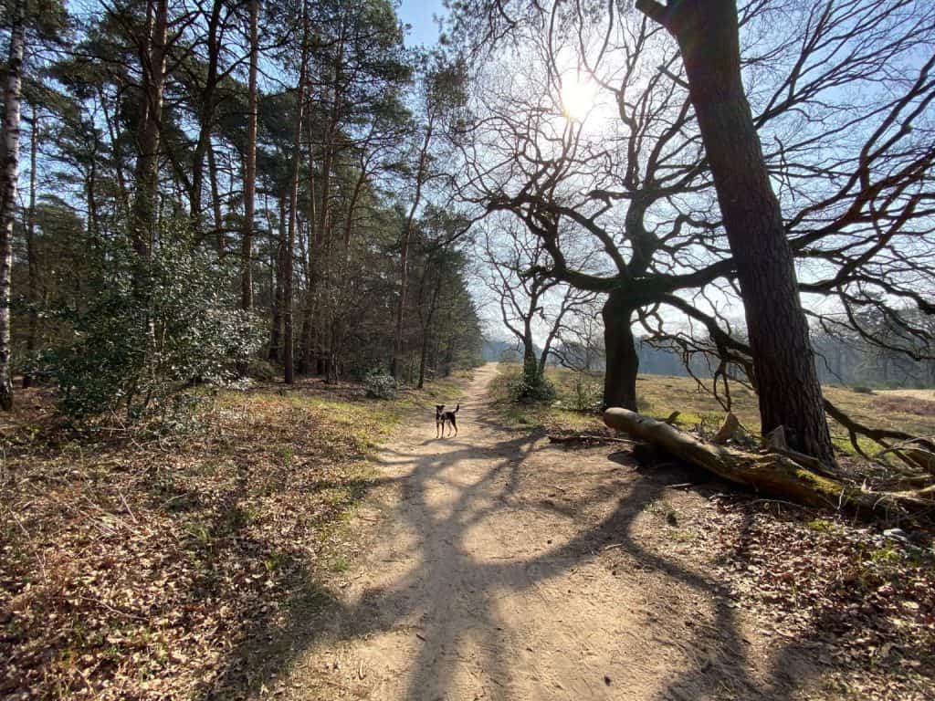 Fliegenberg Tour Wahner Heide - Walk & Wonder