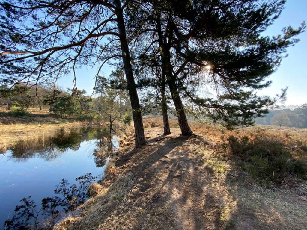 Tümpel am Fliegenberg - Wahner Heide - Walk & Wonder