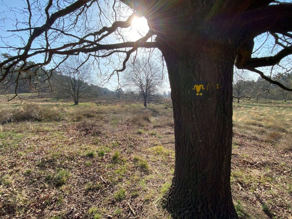 Fliegenberg Tour Wahner Heide - Walk & Wonder