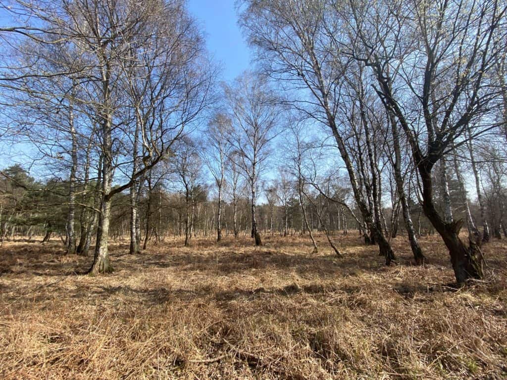 Fliegenberg Tour Wahner Heide - Walk & Wonder