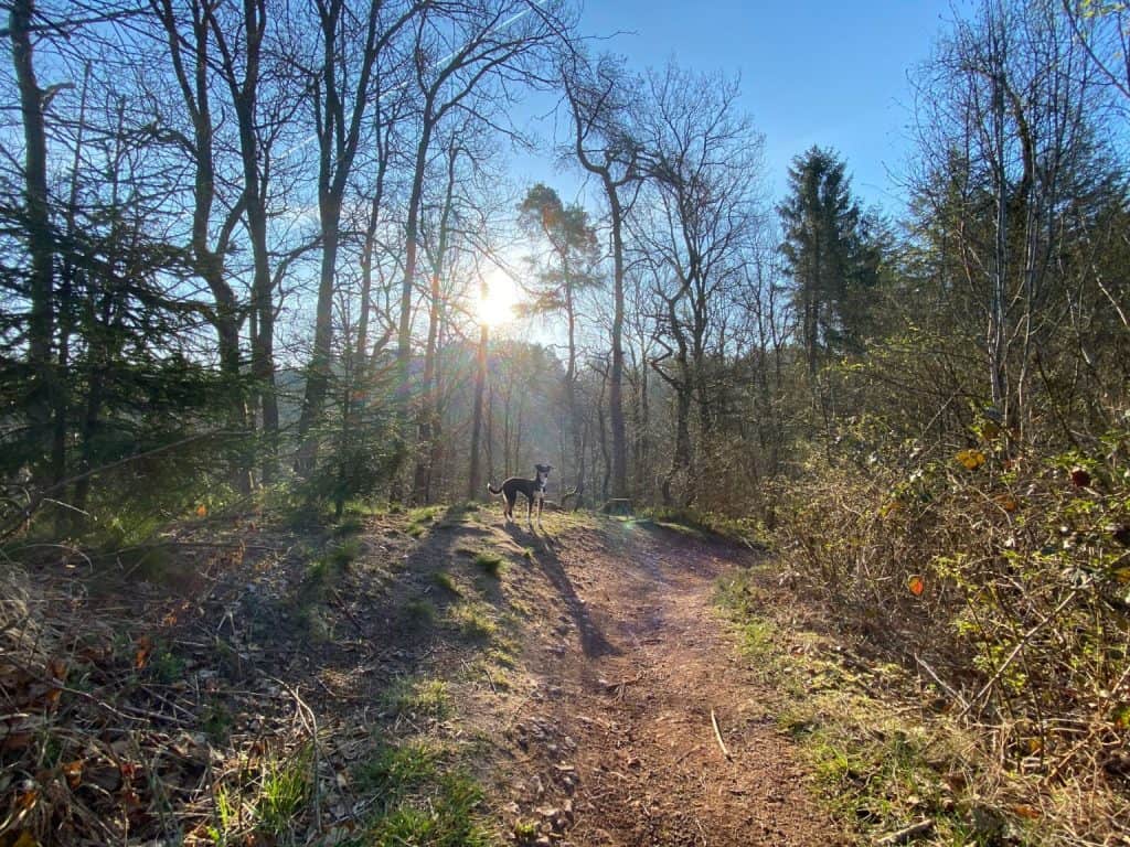 Wanderung durch das Eifgenbachtal - Walk and Wonder