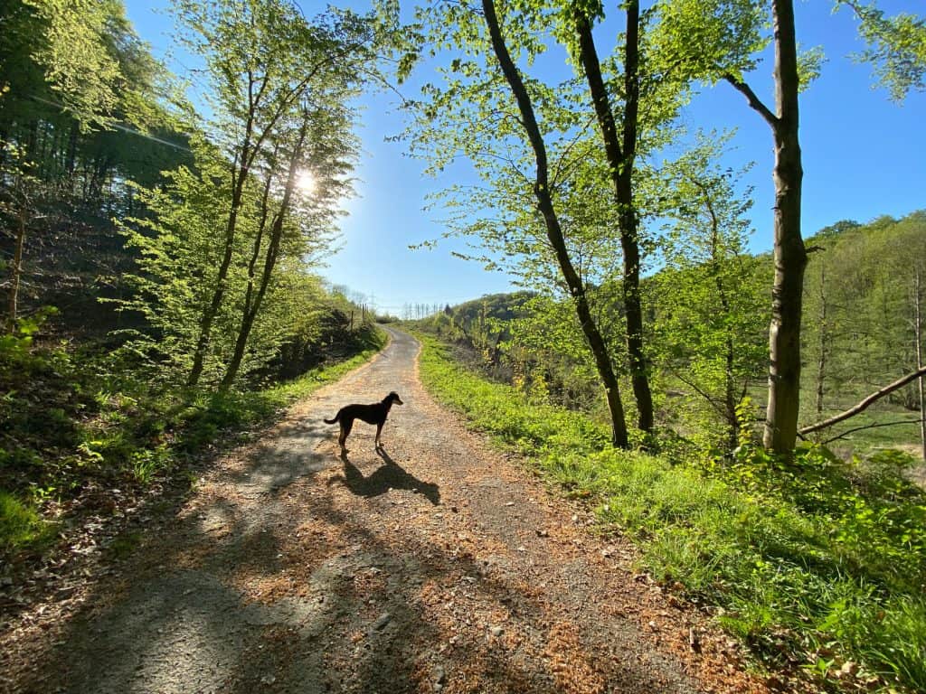 Entlang des Weltersbachs in Leichlingen - Walk and Wonder