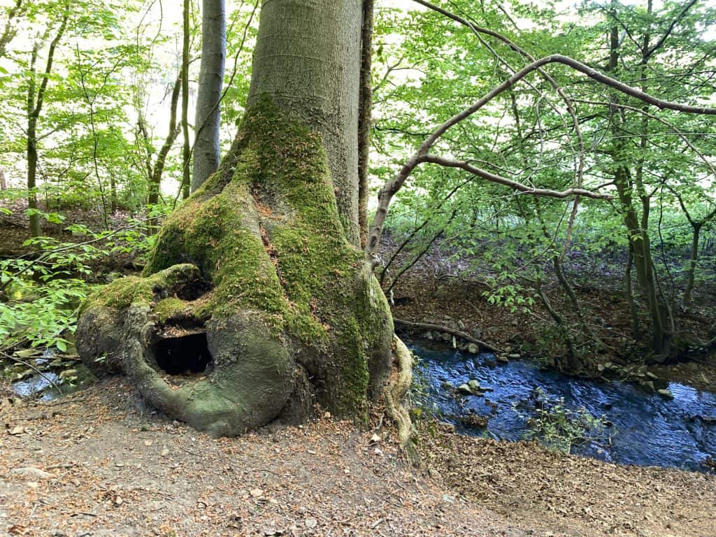 Entlang des Weltersbachs in Leichlingen - Walk and Wonder