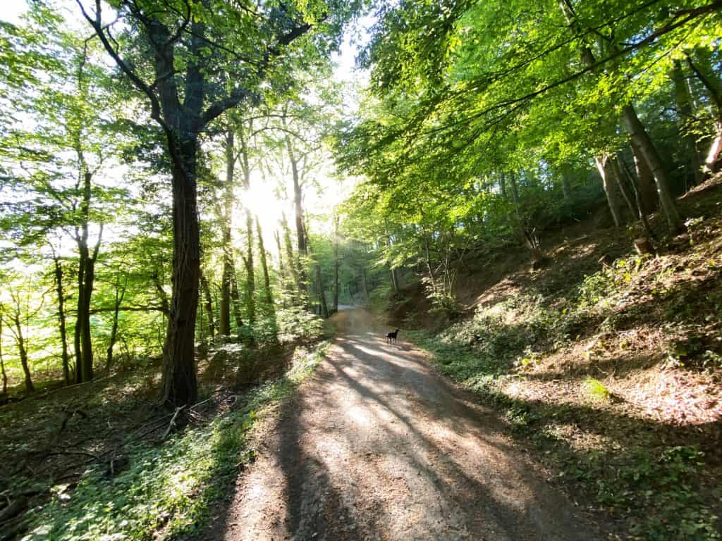 Entlang des Weltersbachs in Leichlingen - Walk and Wonder