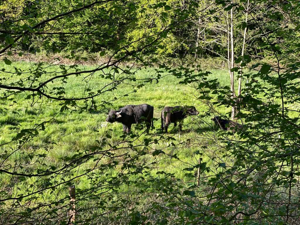 Entlang des Weltersbachs in Leichlingen - Walk and Wonder