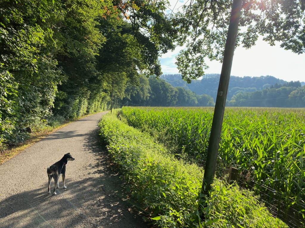 Odenthal Altenberg - Wanderung in die Aue - Walk & Wonder