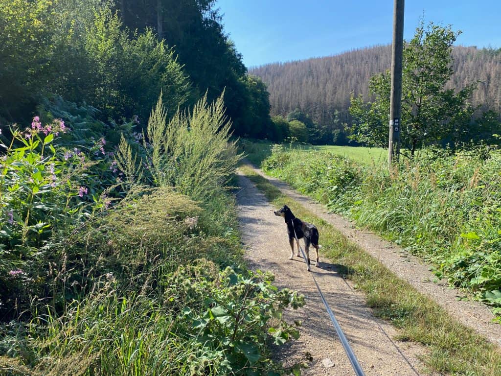 Wanderung in Odenthal - Altenberg - Walk and Wonder