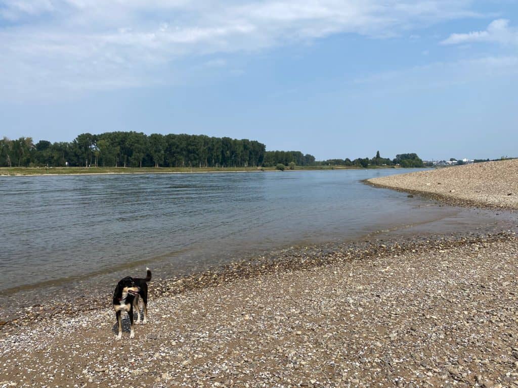 Düsseldorf - Auenlandschaft der Urdenbacher Kämpe - Walk & Wonder