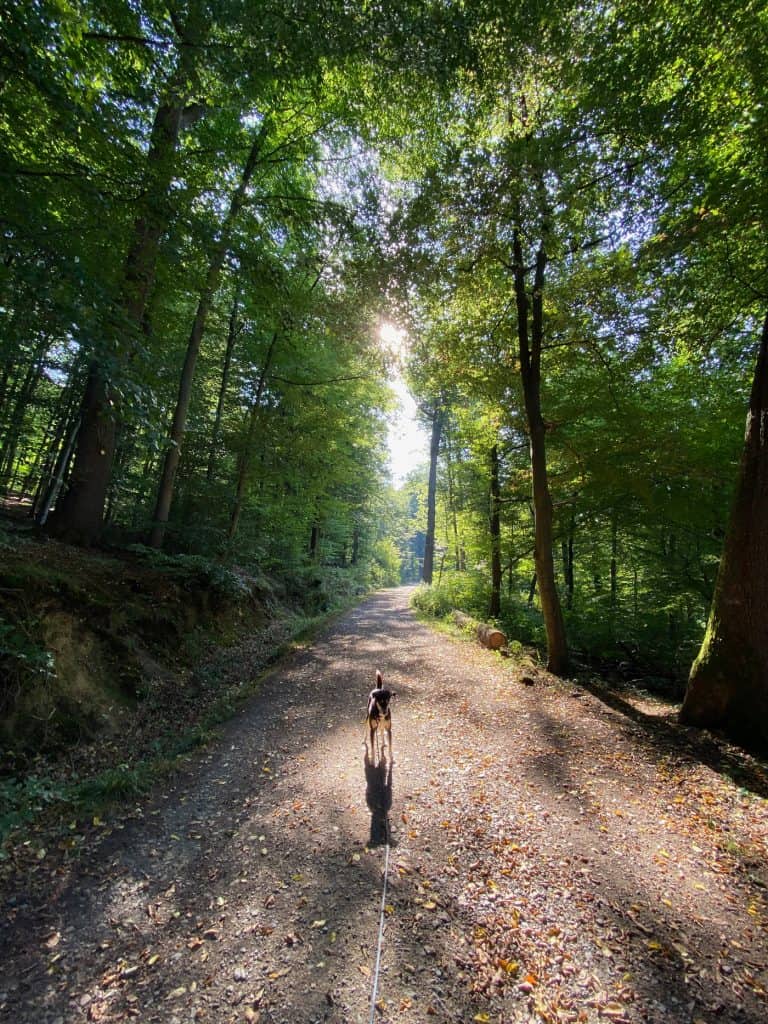 Odenthal In der Aue - Wanderung vom Schöllerhof - Walk & Wonder