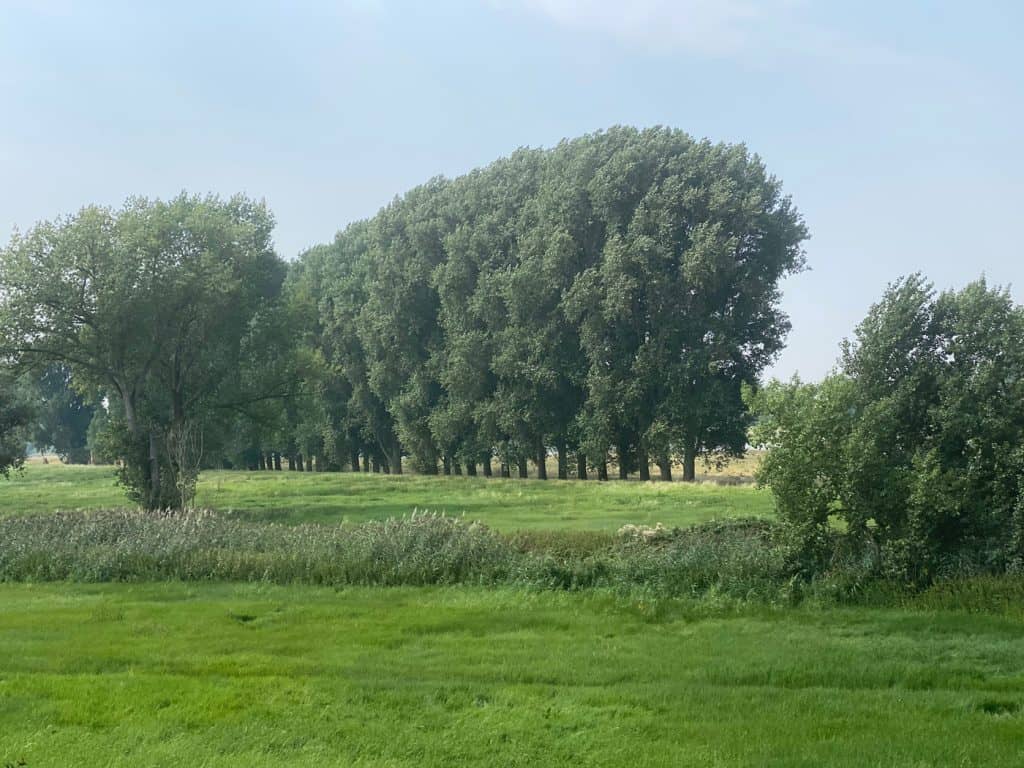 Düsseldorf - Auenlandschaft der Urdenbacher Kämpe - Walk & Wonder