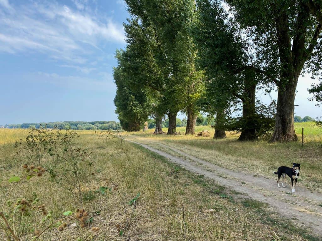 Düsseldorf - Auenlandschaft der Urdenbacher Kämpe - Walk & Wonder