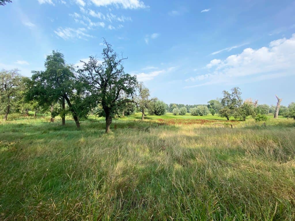 Düsseldorf - Auenlandschaft der Urdenbacher Kämpe - Walk & Wonder