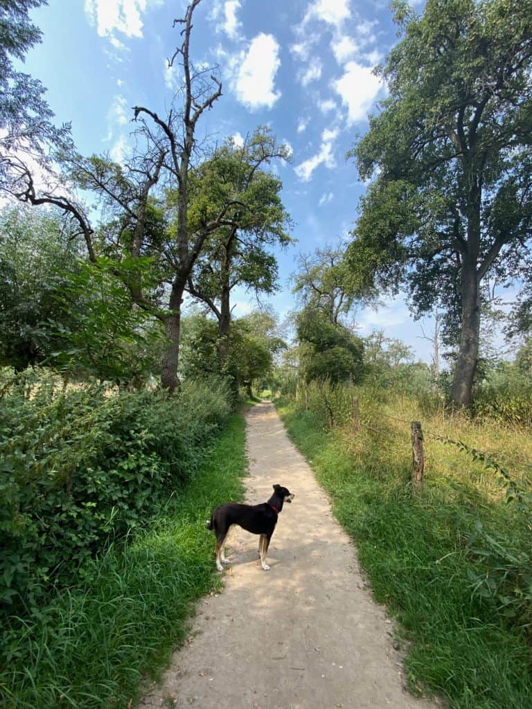 Düsseldorf - Auenlandschaft der Urdenbacher Kämpe - Walk & Wonder