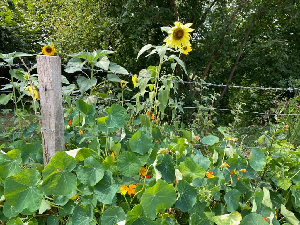 Spaziergang durch Urdenbach - Walk and Wonder