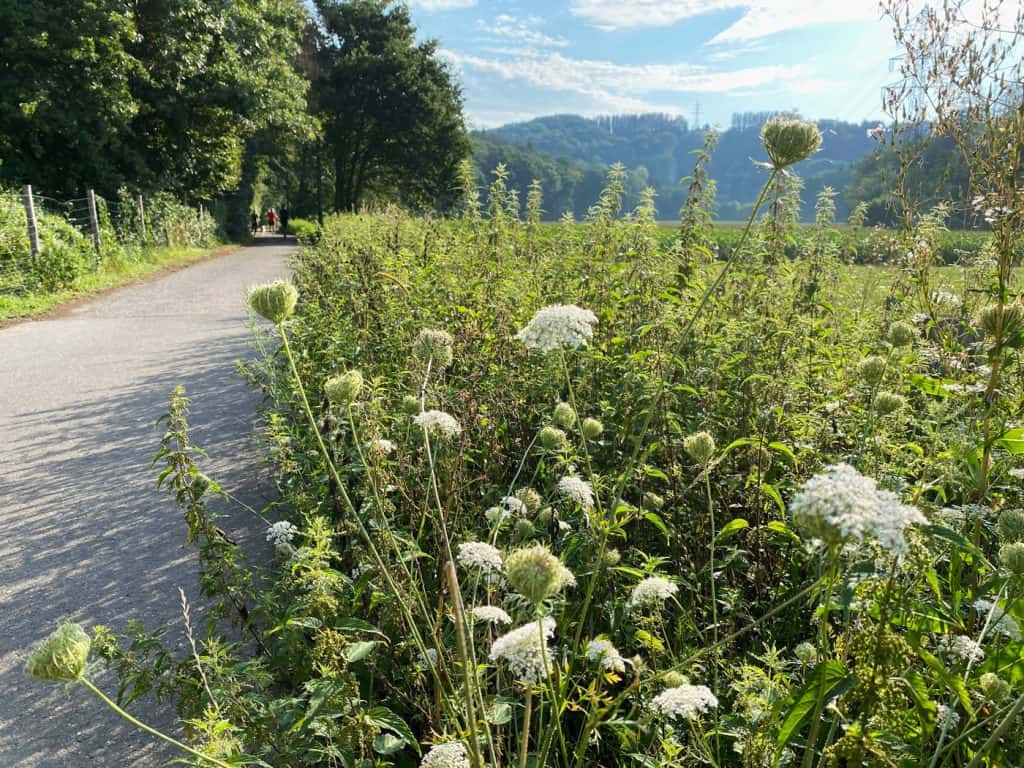 Odenthal Altenberg - Wanderung in die Aue - Walk & Wonder