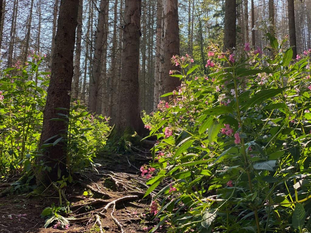 Wanderung in Odenthal - Altenberg - Walk and Wonder