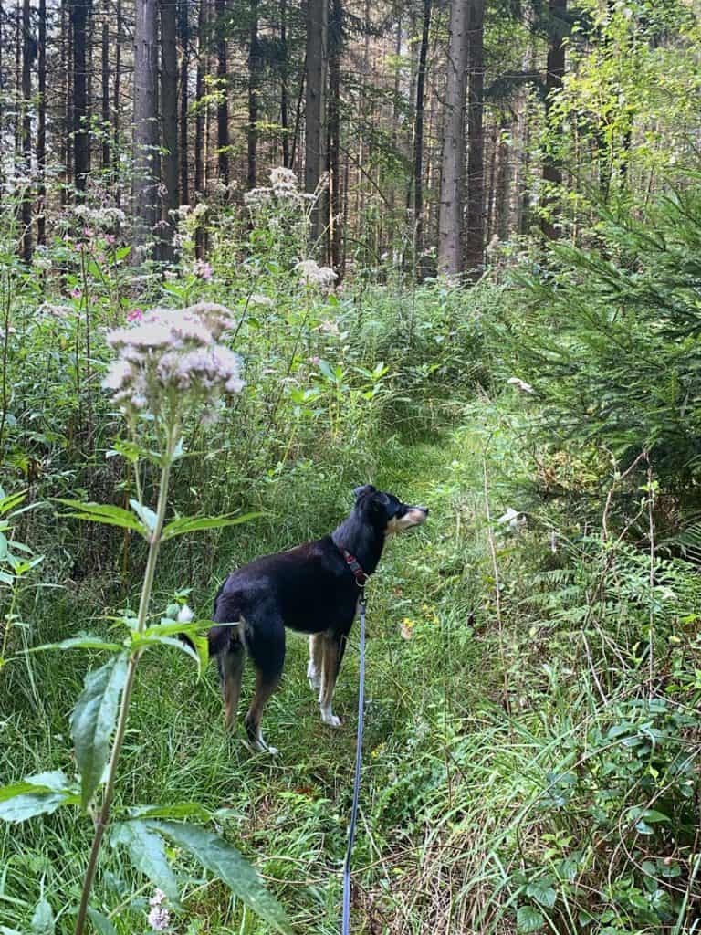 Wanderung in Odenthal - Altenberg - Walk and Wonder