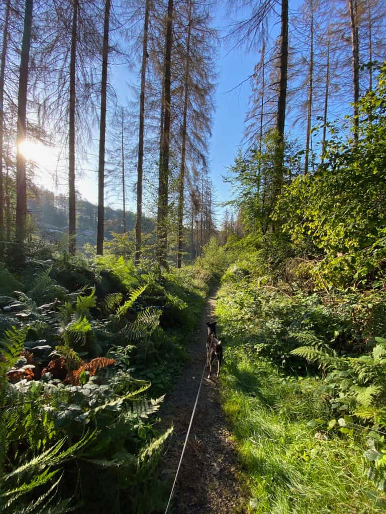 Lindlar Hohkeppel Wanderung - Walk and Wonder