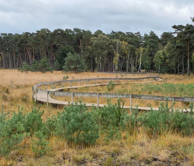 Diersfordter Wald Moorerlebnispfad - Walk and Wonder