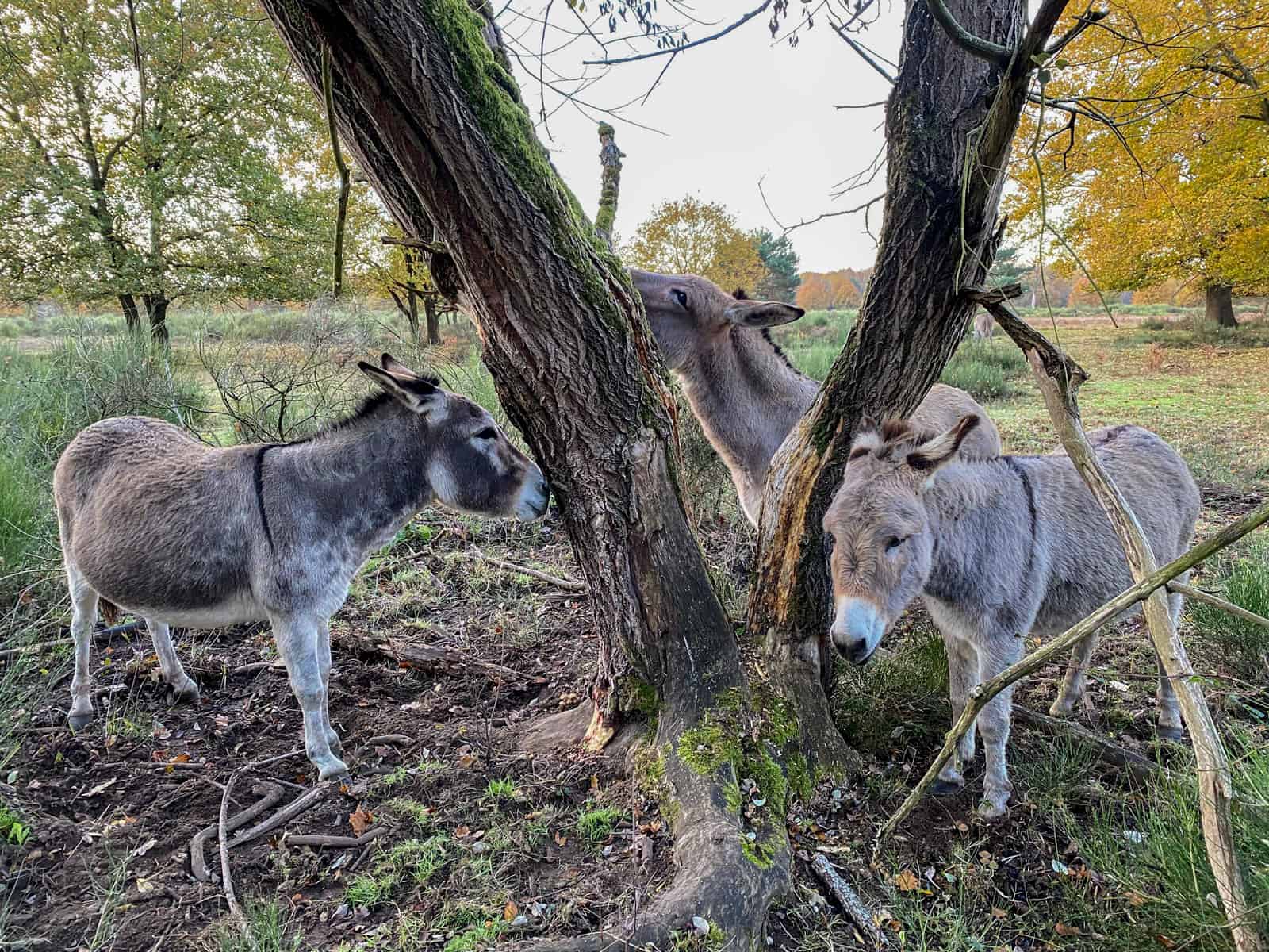 Wahner Heide - Ziegen und Esel - Walk & Wonder