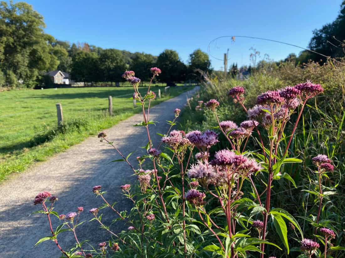 Wanderung um Dombach und Igeler Hof - Walk and Wonder