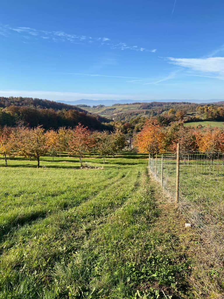 Niedereggenen im Südschwarzwald Wanderung - Walk and Wonder