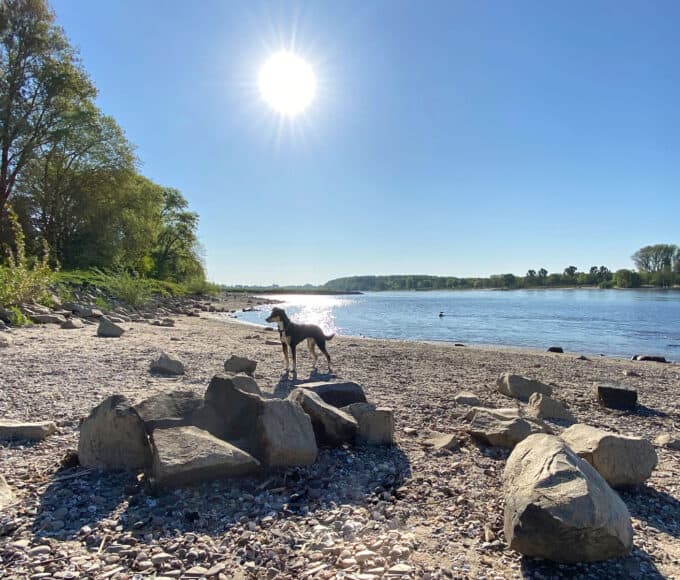 Westhovener Aue Spaziergang am Rhein - Walk and Wonder