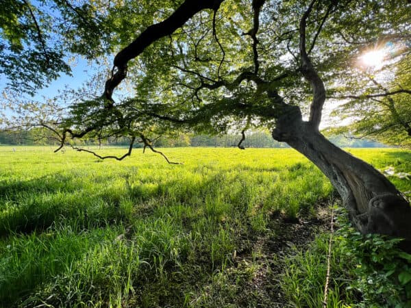 Gut Mielenforst Dellbrück - Wanderung - Walk and Wonder