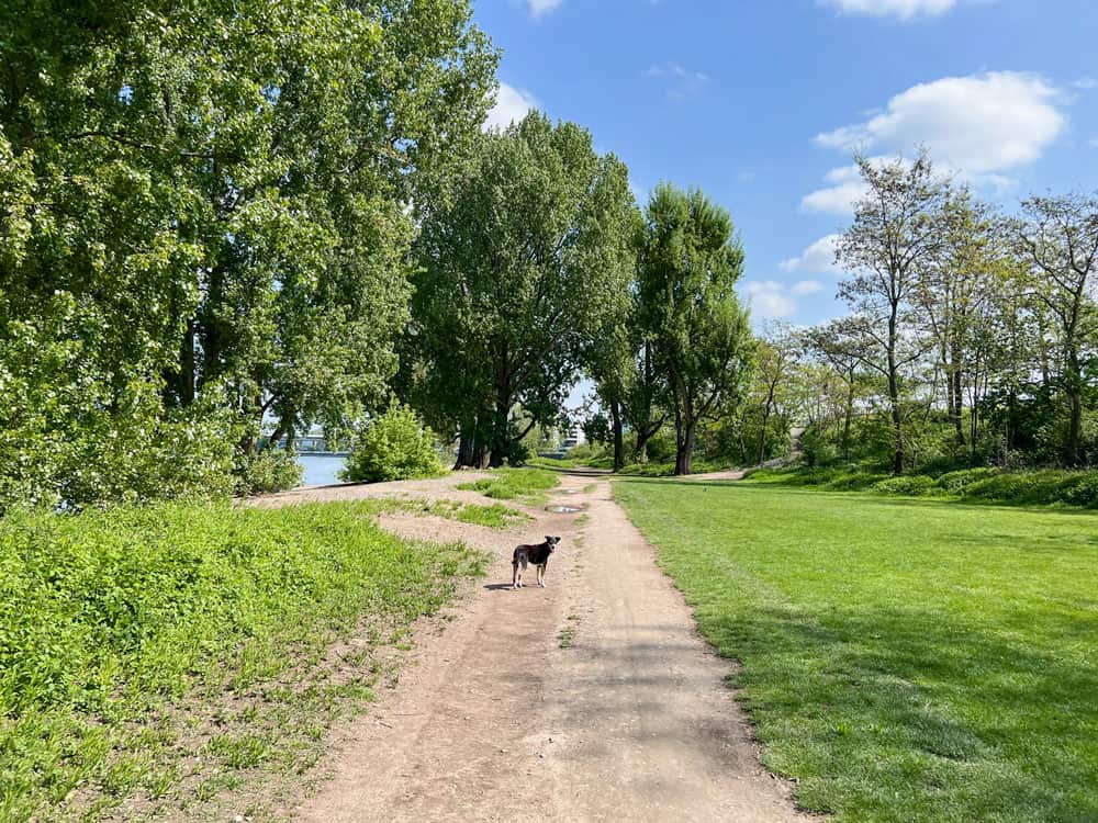 Spaziergang Köln Mülheim Katzenbuckel - Walk and Wonder