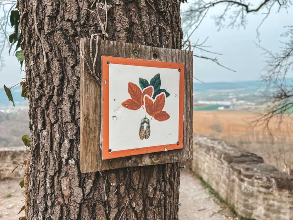 Burgruine Homburg Bayern - Walk and Wonder