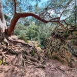 Katzensteine Mechernich Eifel - Lohnt sich das - Wanderblog Walk & Wonder