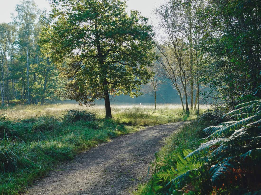 Ohligser Heide Solingen Wanderung Wald und Heide