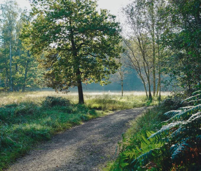 Ohligser Heide Solingen Wanderung Wald und Heide